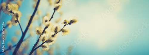 Blooming fluffy willow branches in spring close-up on nature macro with soft focus on turquoise blue background sky. Vintage muted tones, copy space, ultra-wide format.