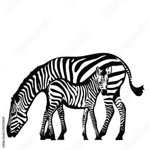 Mom   baby animals wild zebra. Vector illustration on a transparent background.