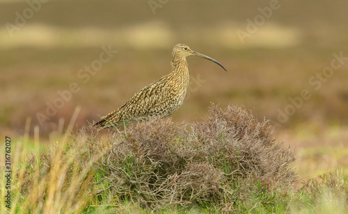 Curlew, adult curlew in natural moorland habitat during the breeding season. Curlews are ground nesting birds. Yorkshire, England. Space for copy.