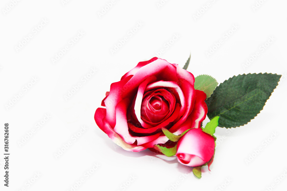 Naklejka premium natural red rose flower with green leaves on a white background