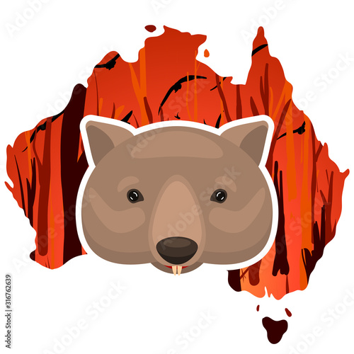 weeping wombat icon on a Australia map outline background with a burning forest. Cartoon vector illustration