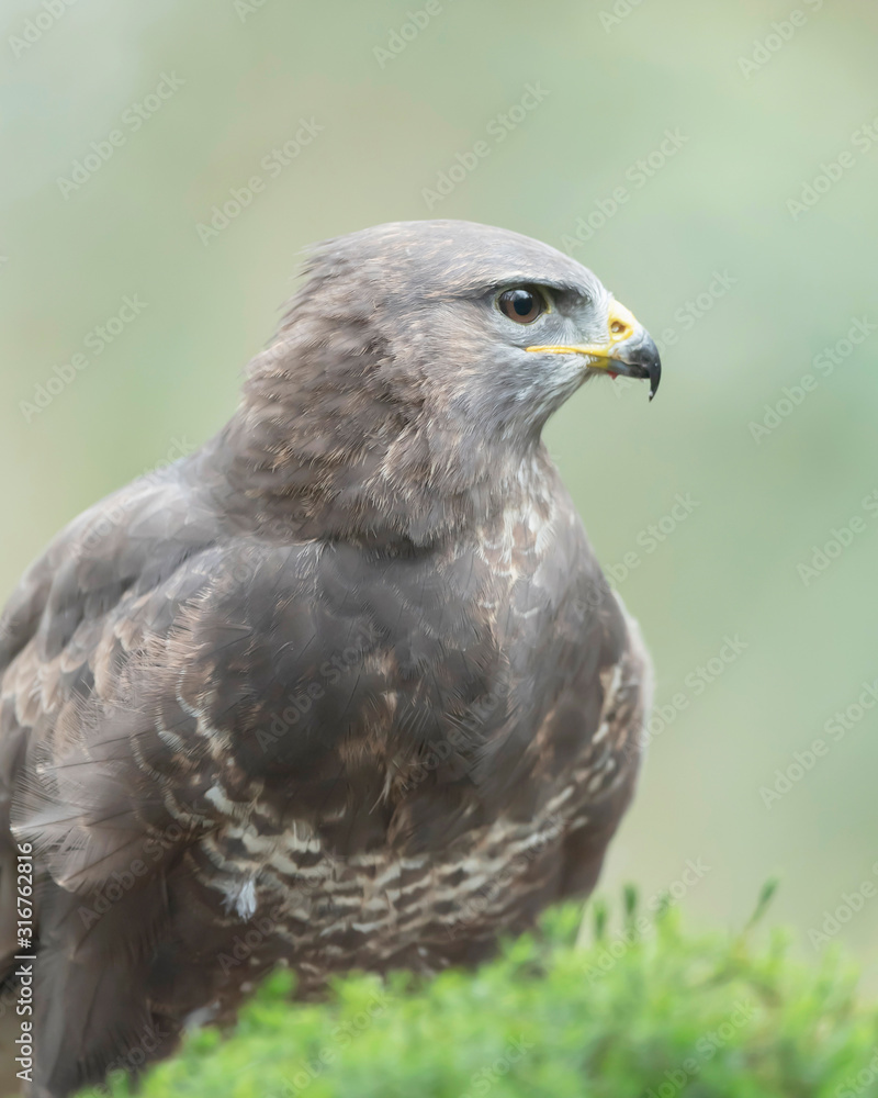 Headshot of common buzzard with blurred background. Headshot of common buzzard with blurred background.