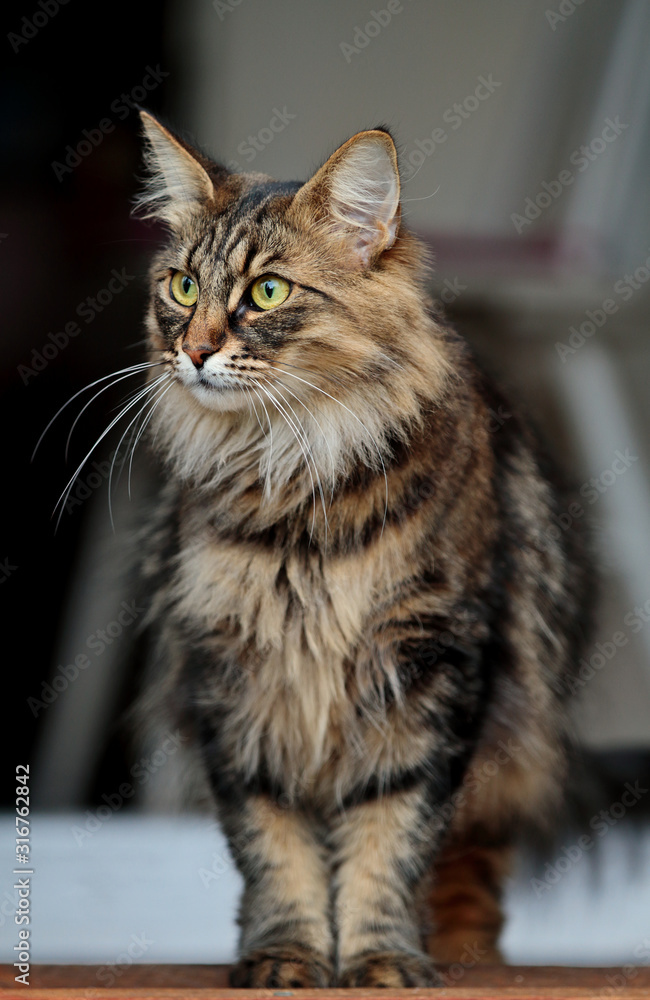 A beautiful norwegian forest cat standing on a doorstep looking out