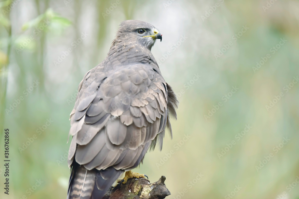 Buzzard perched on tree stump in forest. Buzzard perched on tree stump in forest.