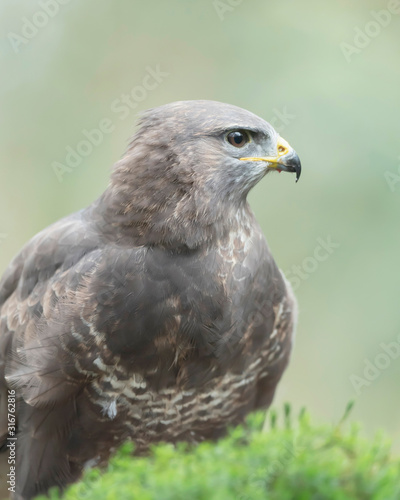 Headshot of common buzzard with blurred background.