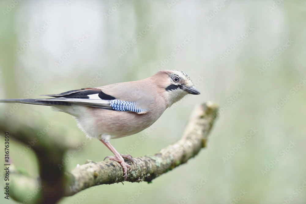 Jay on branch in autumn forest. Side view. Jay on branch in autumn forest. Side view.