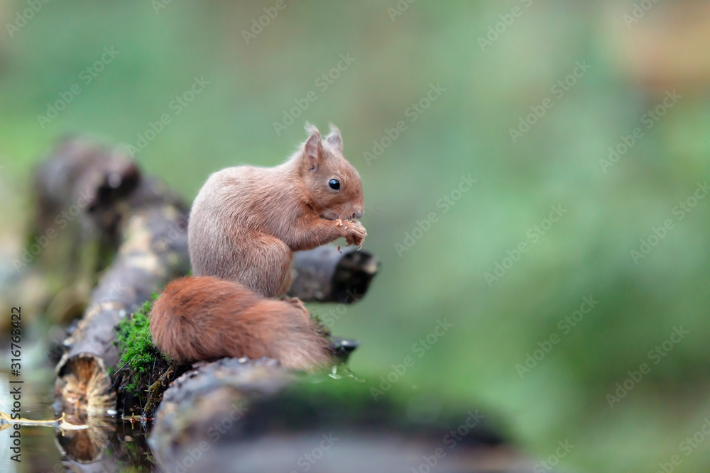 Red squirrel on mossy tree trunk in forest. Red squirrel on mossy tree trunk in forest.
