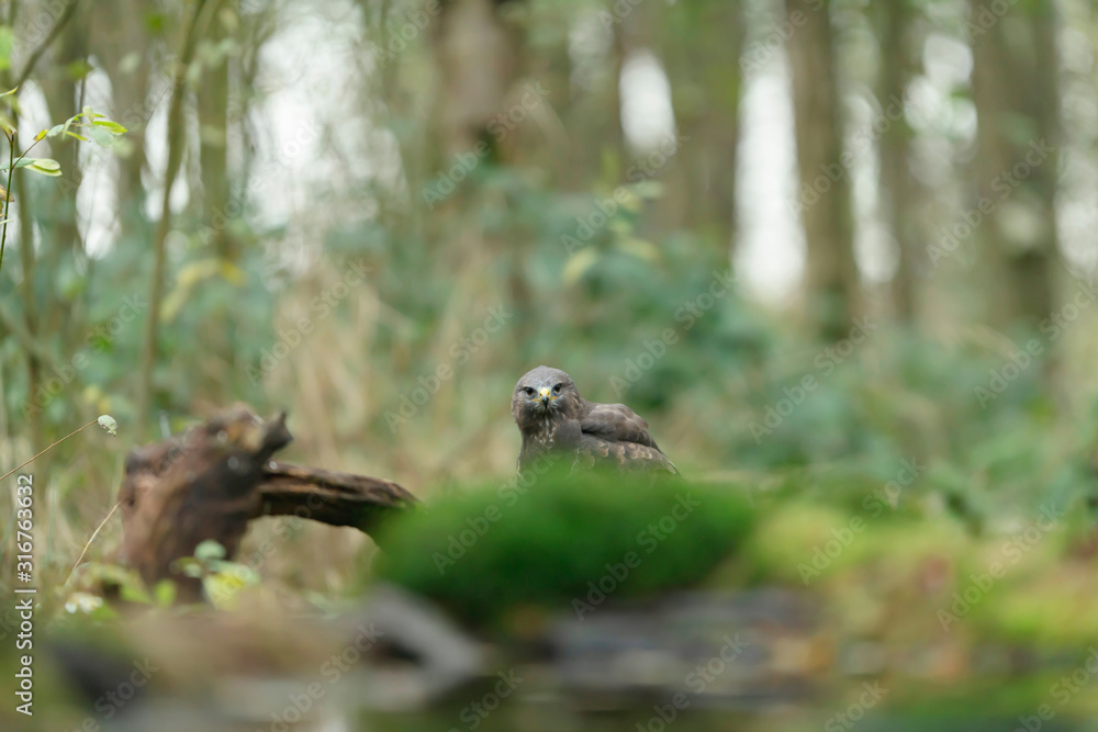 Common buzzard on mossy forest ground eating its prey. Common buzzard on mossy forest ground eating its prey.