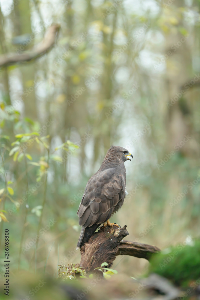 Buzzard sits on tree stump in forest. Side view. Buzzard sits on tree stump in forest. Side view.