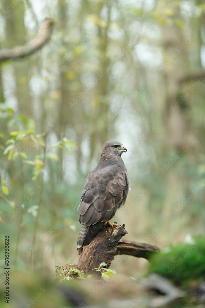 Buzzard sits on tree stump in forest. Side view. Buzzard sits on tree stump in forest. Side view.