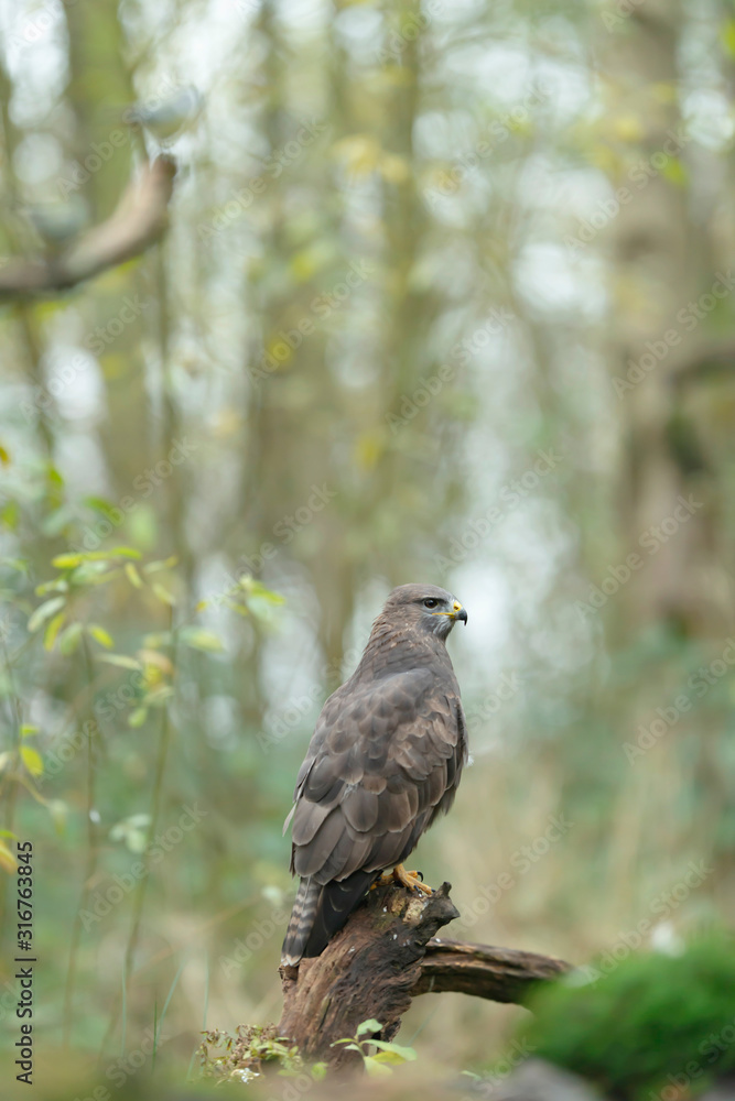 Buzzard sits on tree stump in forest. Side view. Buzzard sits on tree stump in forest. Side view.