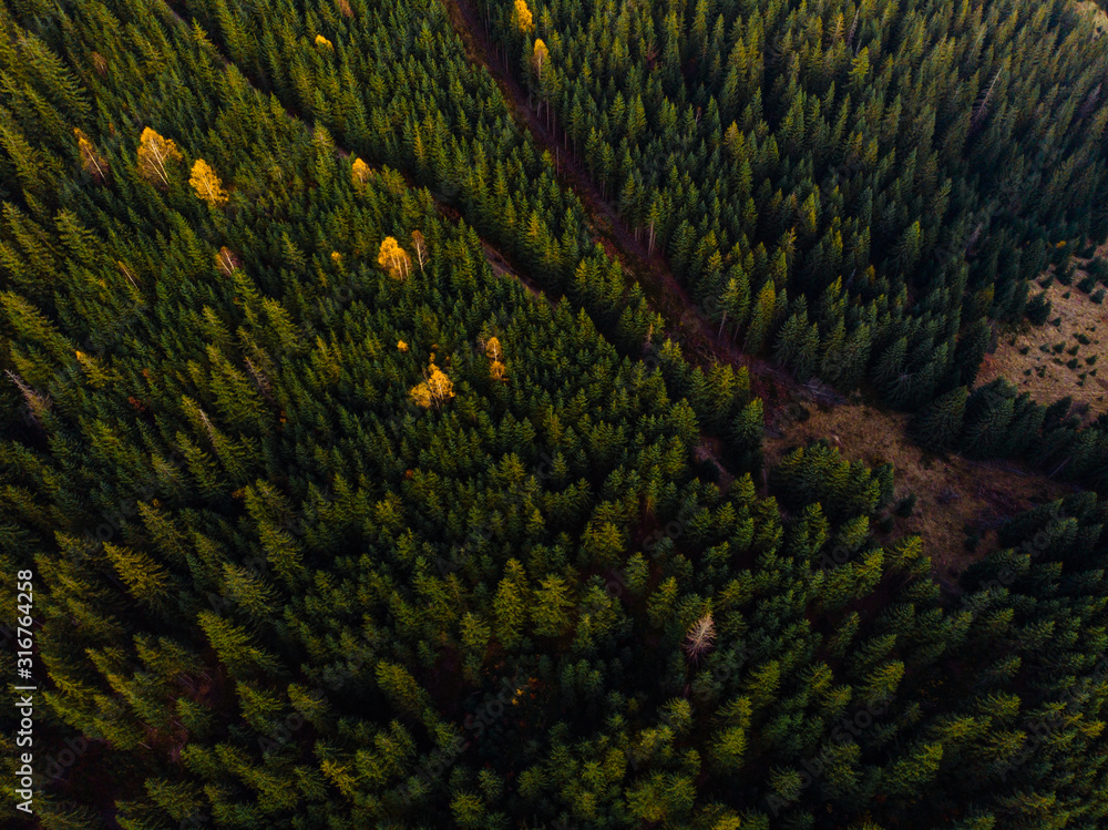 Top down aerial view of the pine forest and mountain road, yellow fields and trees. Mountain meadow. sunset, nature of Carpathian, Ukraine, Europe Top down aerial view of the pine forest and mountain road, yellow fields and trees. Mountain meadow. sunset, nature of Carpathian, Ukraine, Europe