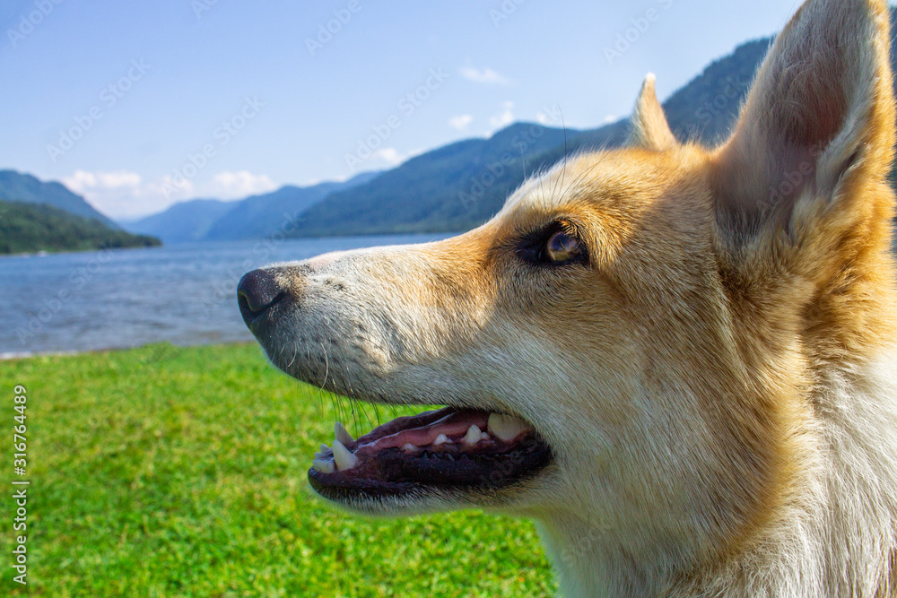 A playful dog sits on the beach and looks carefully. Close-up photo A playful dog sits on the beach and looks carefully. Close-up photo