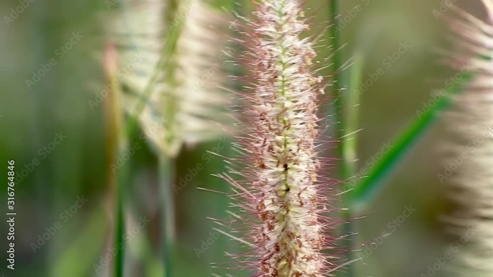 Chinese fountaingrass flower spikes swaying in the wind Chinese fountaingrass flower spikes swaying in the wind