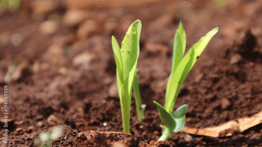 Fototapeta premium Corn seedlings with sunlight Thailand 