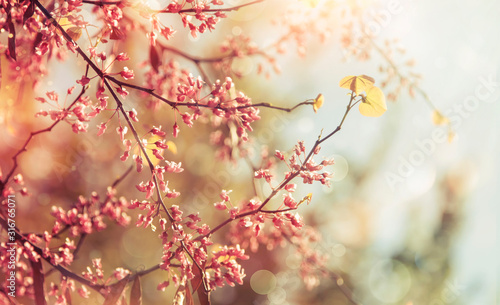 Spring Background with pink blossom flowers tree over nature sky background