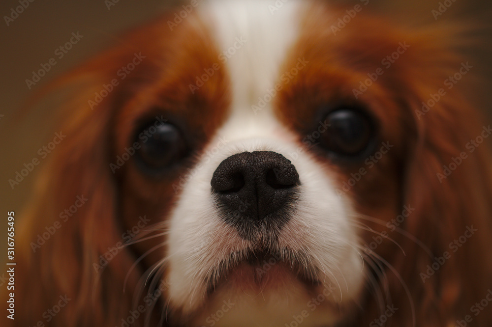 Nose Cavalier King Charles Spaniel Close-up