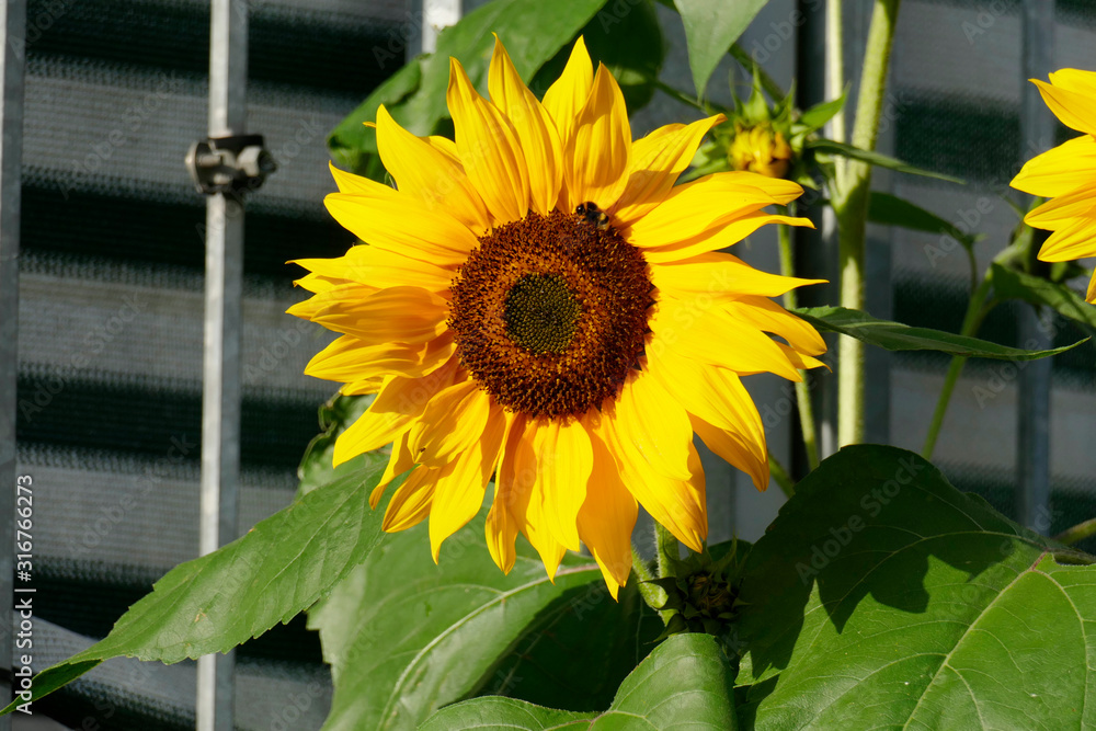 Sonnenblume, Blume, Blüte, Deutschland, Europa