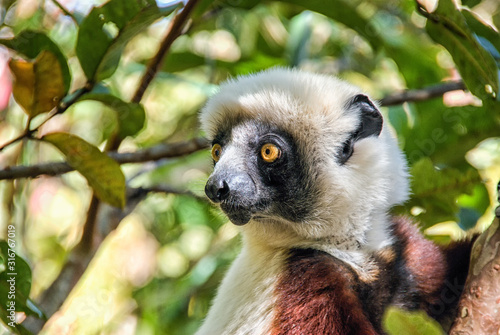 Coquerel's Sifaka lemur, Madagascar photo