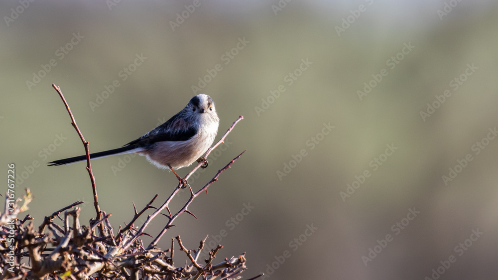 A long tailed tit sitting proudly on a small branch in the sun against a soft focus background A long tailed tit sitting proudly on a small branch in the sun against a soft focus background