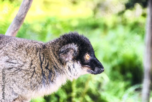 Red fronted brown lemur photo