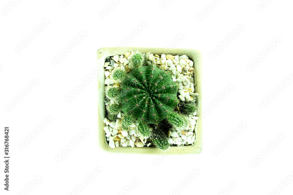 Cactus isolated on white background. top view. Cactus isolated on white background. top view.