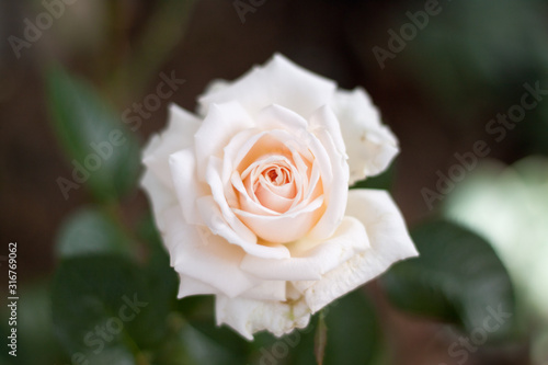 Cream Beige English Garden Rose