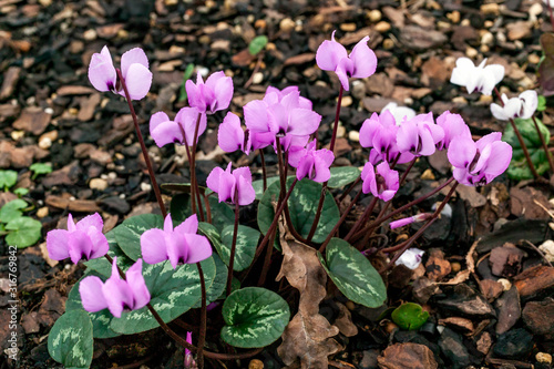 Cyclamen coum a winter spring pink purple flowering plant commonly known as eastern cyclamen photo