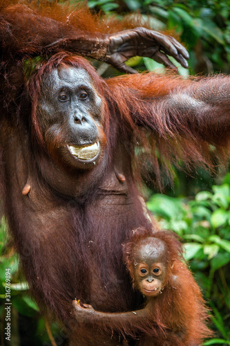 Baby orangutan and mother in a natural habitat. Bornean orangutan (Pongo pygmaeus wurmbii) in the wild nature. Tropical Rainforest of Borneo Island. Indonesia