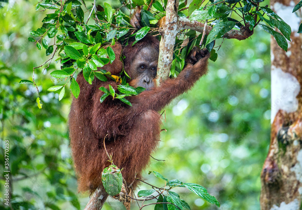 Obraz premium Bornean orangutan on the tree under rain in the wild nature. Central Bornean orangutan ( Pongo pygmaeus wurmbii ) on the tree in natural habitat. Tropical Rainforest of Borneo.Indonesia