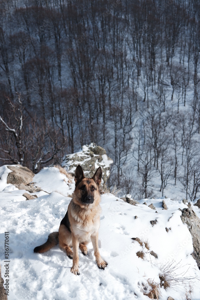 portrait of a shepherd in the mountains in the snow portrait of a shepherd in the mountains in the snow