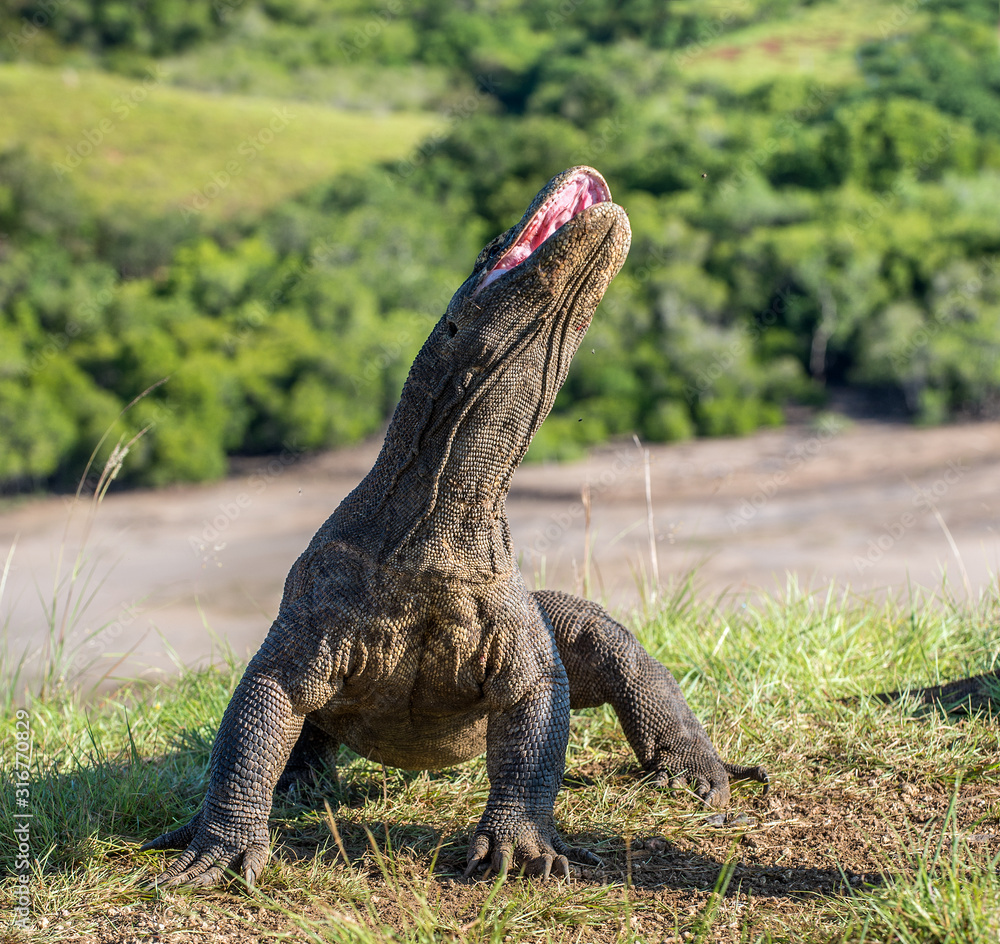 Fototapeta premium The Komodo dragon Varanus komodoensis raised the head with open mouth. It is the biggest living lizard in the world. Island Rinca. Indonesia.
