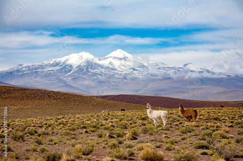 Lama in the bolivian mountains
