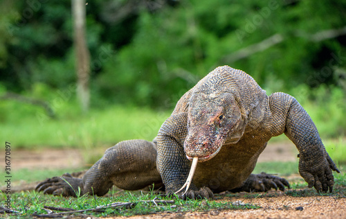 The walking Komodo dragon   Varanus komodoensis   with tongue out  sniffing air. Biggest living lizard in the world. Island Rinca. Indonesia.