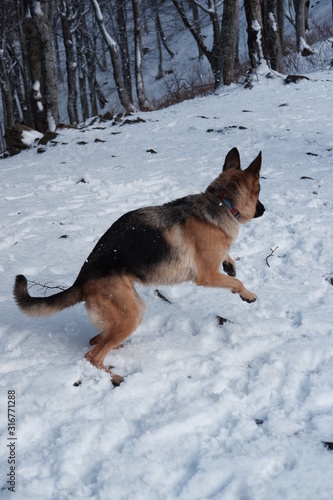  German shepherd jumps playing with snow