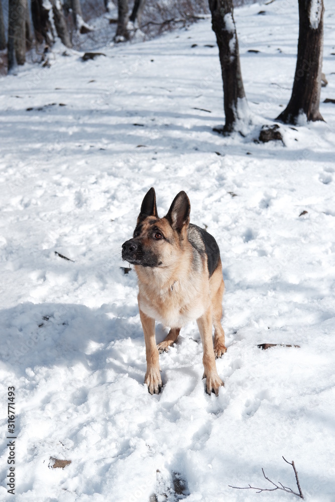 German shepherd jumps playing with snow German shepherd jumps playing with snow