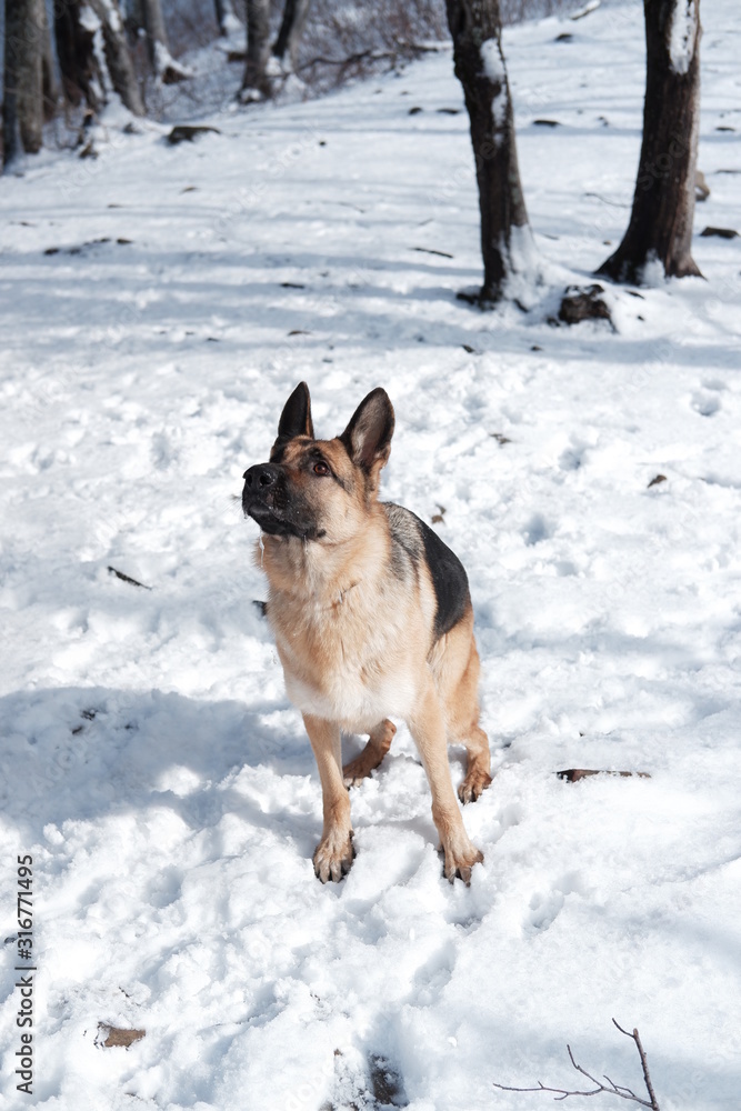 German shepherd jumps playing with snow German shepherd jumps playing with snow