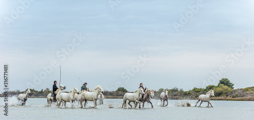 PROVENCE, FRANCE - 05 MAY, 2017: White Camargue Horses galloping. Riders on the White horses of Camargue galloping through water. Parc Regional de Camargue . France