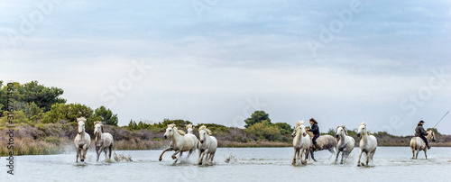PROVENCE  FRANCE - 05 MAY  2017  White Camargue Horses galloping. Riders on the White horses of Camargue galloping through water. Parc Regional de Camargue . France