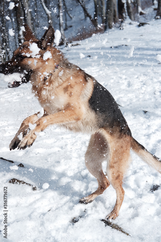 German shepherd jumps playing with snow German shepherd jumps playing with snow