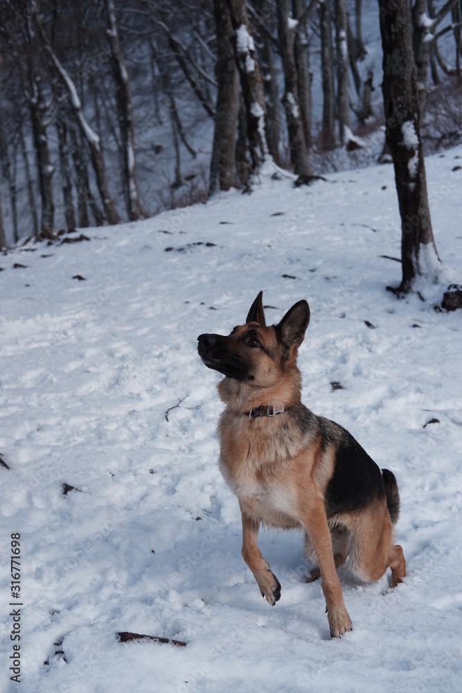 German shepherd jumps playing with snow German shepherd jumps playing with snow