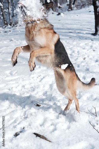  German shepherd jumps playing with snow © Ekaterina