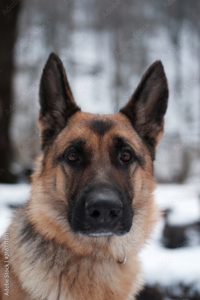 portrait of a shepherd in the mountains in the snow portrait of a shepherd in the mountains in the snow