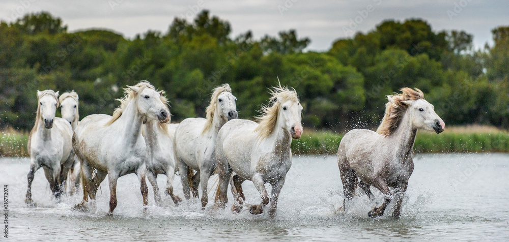 Fototapeta White Camargue Horses galloping through water. Parc Regional de Camargue - Provence, France