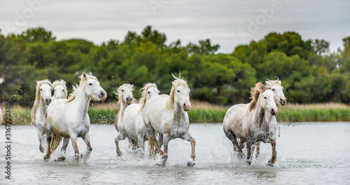 Fototapeta Naklejka Na Ścianę i Meble -  White Camargue Horses galloping through water. Parc Regional de Camargue - Provence, France