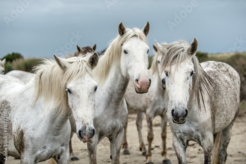 Close up Portrait of the White Camargue Horses. Parc Regional de Camargue - Provence, France