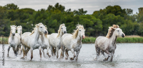 Fototapeta Naklejka Na Ścianę i Meble -  White Camargue Horses galloping through water. Parc Regional de Camargue - Provence, France