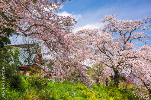 Kotokuji Temple in Rural Shizuoka, Japan photo