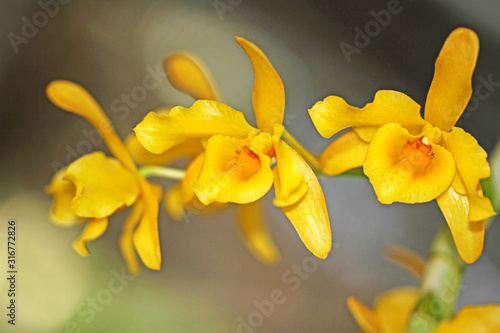 Yellow orchid flowers blurred  background.