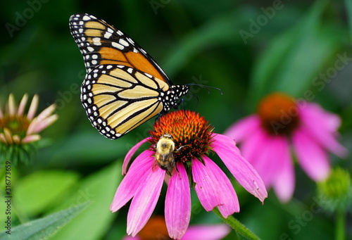 Monarch butterfly and a bee pollinating a pink coneflower